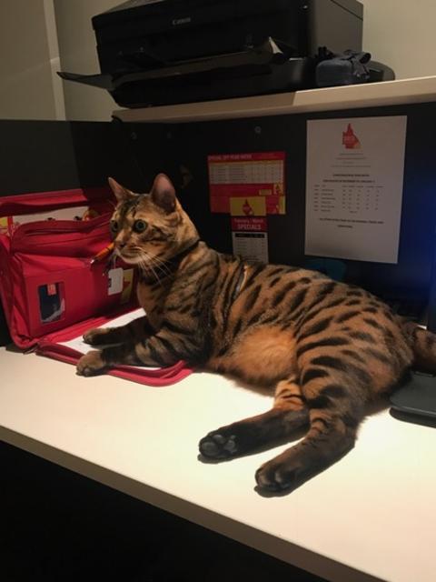 RAJ: The bengal puts in some hours in the office before going for his daily roam around Emerald Lakes.