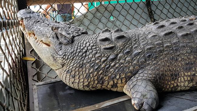 Police allege FNQ man pushed crocodile trap and abused wildlife ...