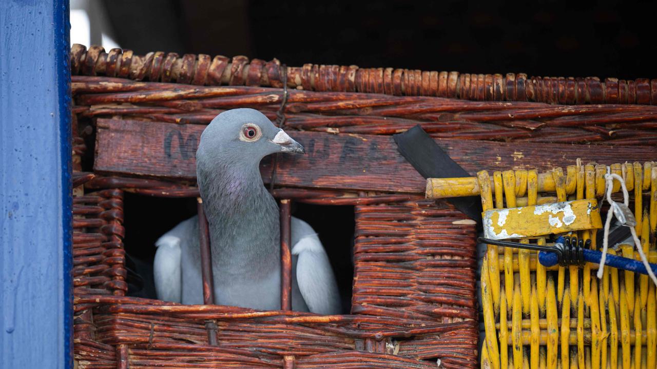 The Mouth: It’s time to eat more pigeon. And you can, at this Sydney ...