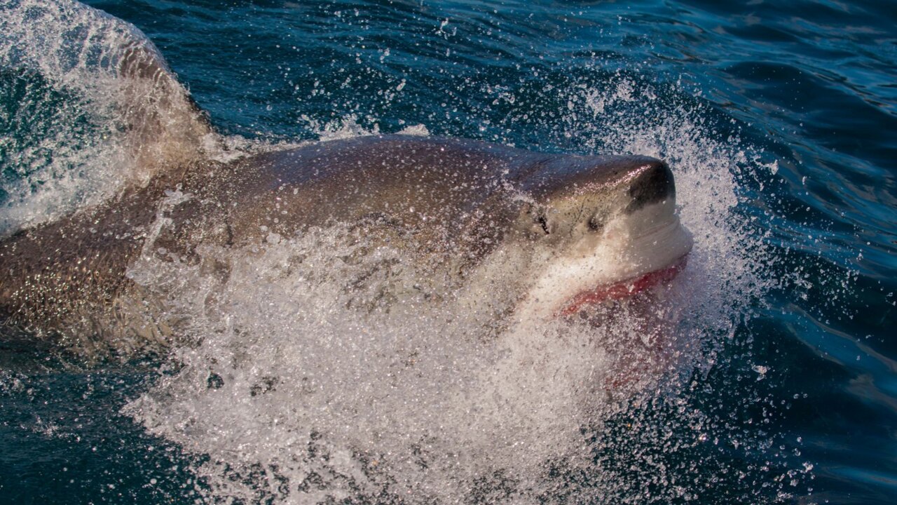 Multiple great whites sharks sighted off WA beaches | Sky News Australia