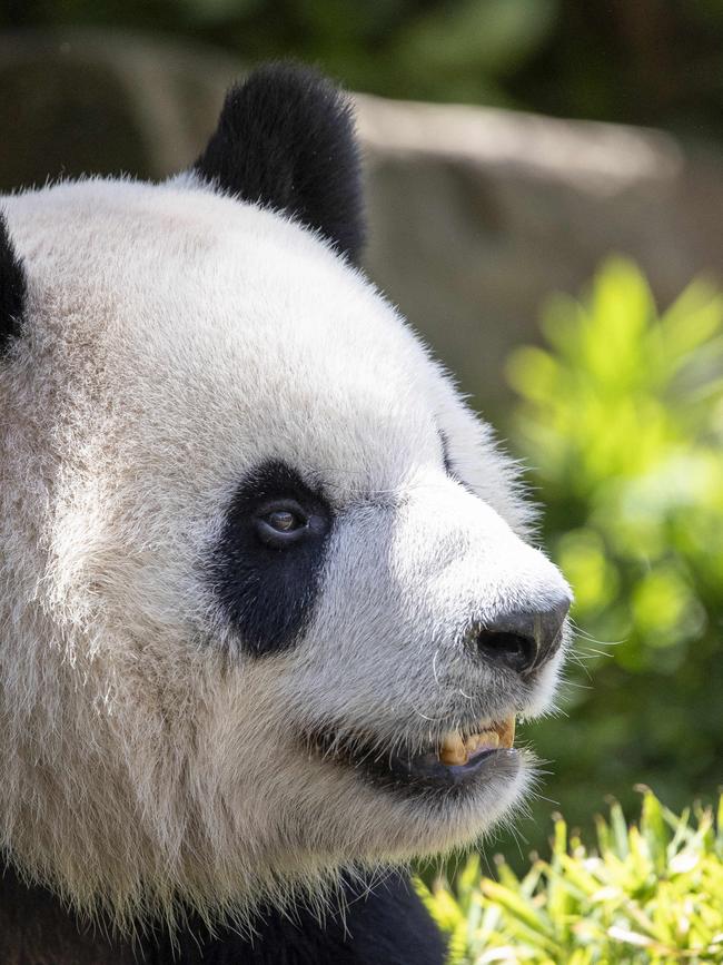 Giant Panda Xing Qiu will be feasting on a bamboo buffet. Picture: Brett Hartwig