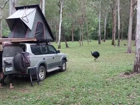 North Queensland cassowaries causing unhappy campers