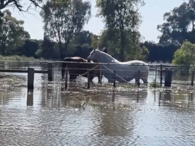 Horses stranded in floods at Bohollow’s Bunbartha shelter. Picture: Bohollow Wildlife Shelter