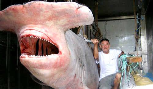 Broadwater fisherman Claude Williamson with the five-metre 1200kg hammerhead shark caught four nautical miles off the coast near Evans Head. Queensland shark expert Vic Hislop has collected the monster and will use it for research.