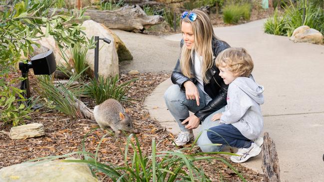 Meeting a Bettong in the Sanctuary at Wildlife Retreat at Taronga.