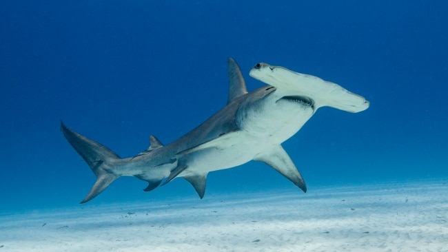 Sydney’s Palm Beach closed on Tuesday after 10 to 15 hammerhead sharks