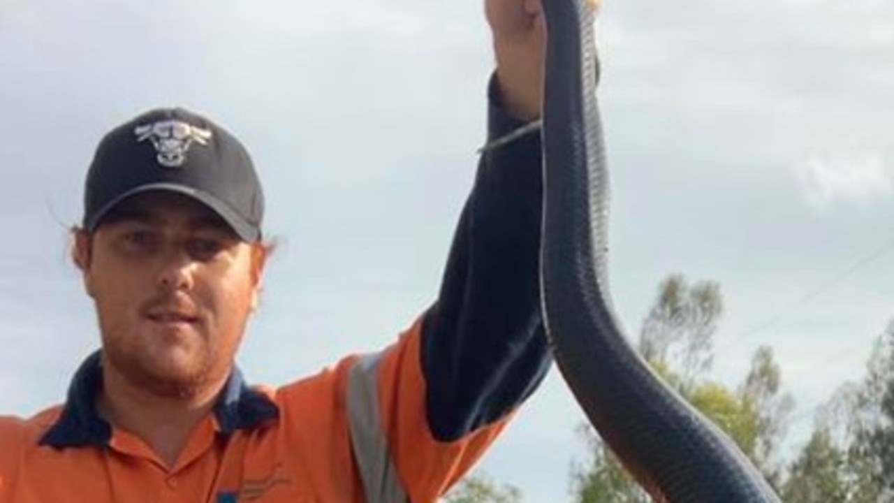 Red-bellied black snake with its head stuck in beer can found by Heyfield  man - ABC News