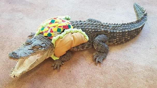This picture of Territory croc Stampy in a taco costume has attracted thousands of views online. Her owner, reptile wrangler Chris Peberdy, says she is fond of dressing up on the odd occasion. Picture: Supplied
