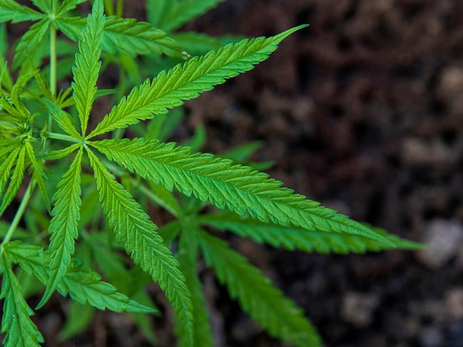 Closeup cannabis leaves on ground blurred background.