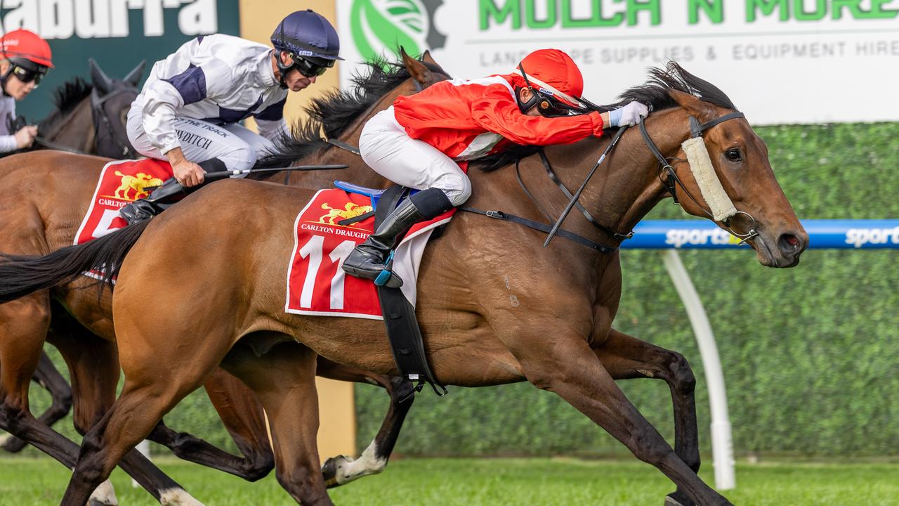 Maracourt storms to victory in the Murray Bridge Gold Cup, beating stablemates Dubai Poet and Alpine Flyer in a Michael Hickmott trifecta. Picture: Makoto Kaneko