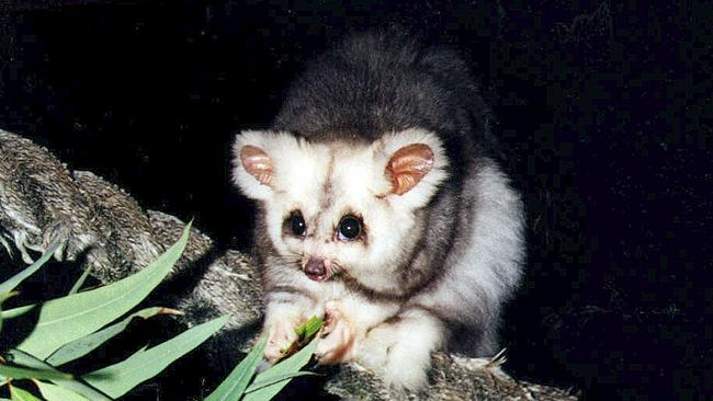 An environmental group advocating for the Greater Glider won a major court battle. Picture: Supplied