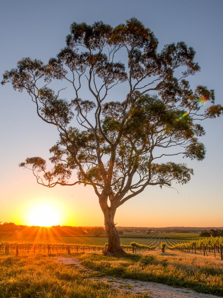 Vineyards in the Barossa Valley, just an hour outside Adelaide.