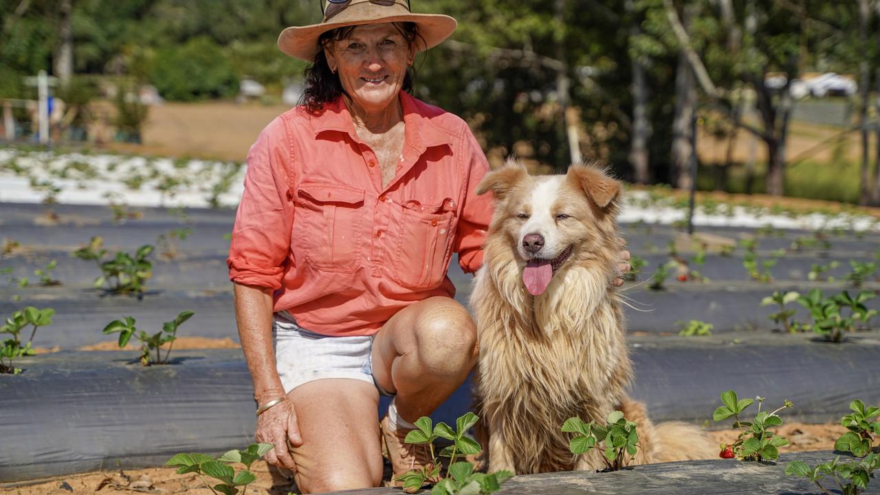 Ballantyne's Strawberries former co-owner Margaret Ballantyne with border collie Straw on the Cameron's Pocket farm. Picture: Heidi Petith