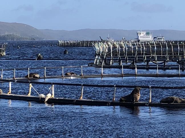 Salmon farming pens in Macquarie Harbour, Tasmania. Photo: Eloise Carr