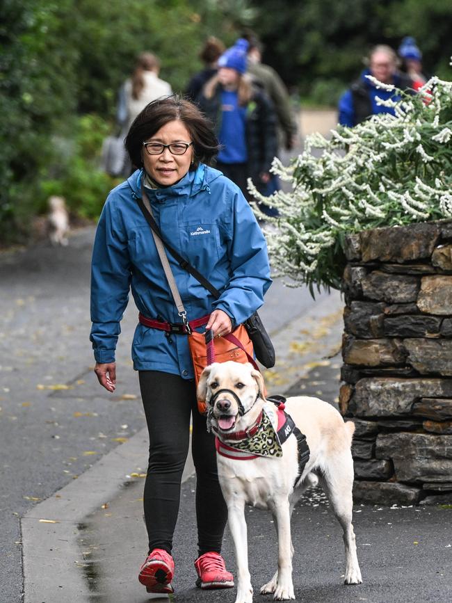 Million Paws Walk at Adelaide Botanic Gardens. Picture: Brenton Edwards