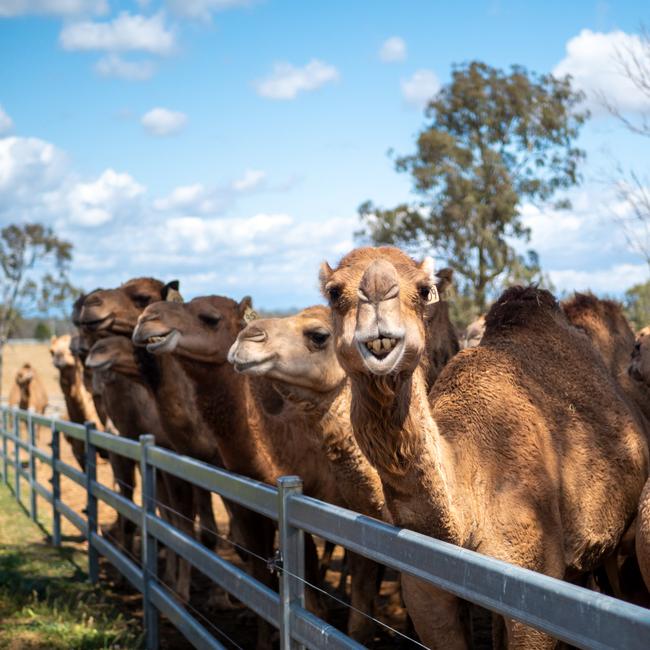 Ever wanted to live on the country’s largest camel dairy? Well it’s your lucky day - Summer Land Camels is hiring a dairy hand. Photo: Facebook.