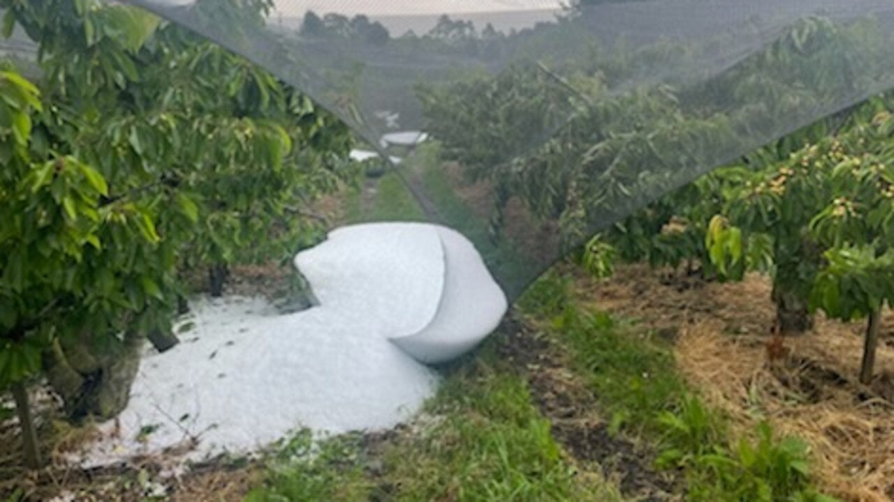 Hail damage to Lucaston Park Orchards, in the Huon Valley, sustained during a freak storm in the first week of December 2021. Picture: Supplied