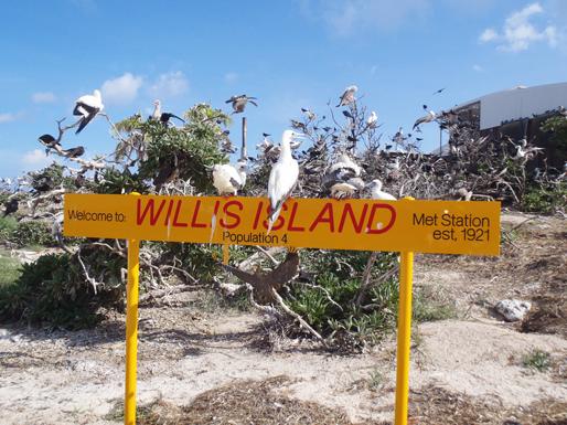 Aside from four humans, Willis Island hoists scores of seabirds.