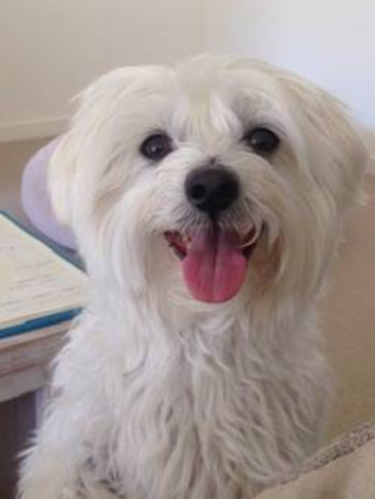 Peanut, 11, maltese terrier. Photo Kelly Lomas