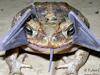 A bizarre ‘bat-toad’ spotted in Peru