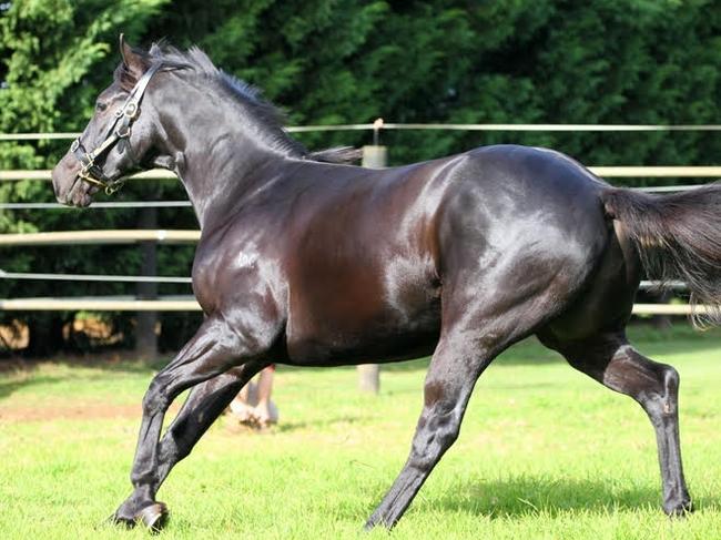 The Michael Costa-trained Kickstart My Heart will race in the Class 2 Handicap (1400m) at the Gold Coast. Photo: Supplied by Michael Costa.