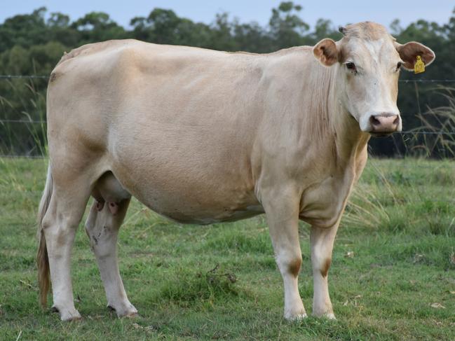 Tatham's Millie Trustum is helping to raise money for Kids Cancer Charity with her grandparent's cow.