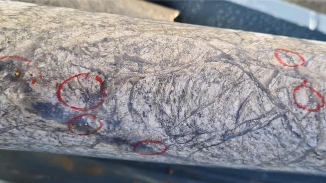 Visible gold (circled in red) in the 25ENDD001 drill core. Pic: Koonenberry Gold