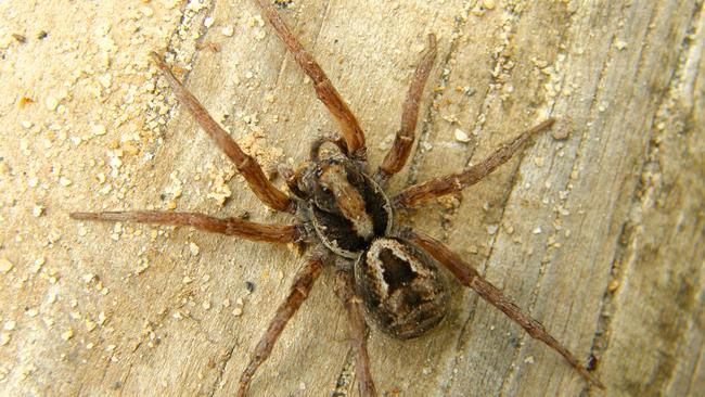 Seattle man sets house on fire trying to kill spider | news.com.au ...