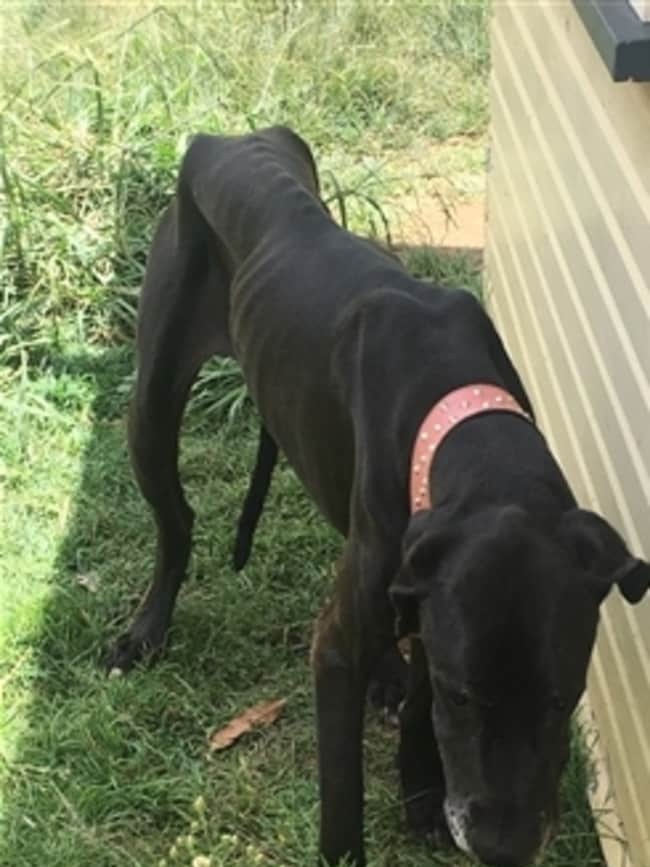 Brighid the Great Dane after being in the care of Caboolture man Luke William Yeardye, 24, for four months. Picture: Supplied.