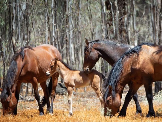 Parks Victoria says culling of the wild horses will be staged. Picture: Mark Stewart