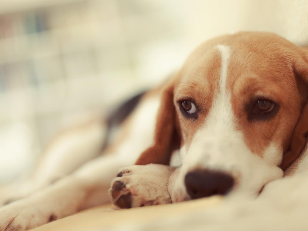 While the dog (not pictured) did test positive for the virus, the animal was reportedly euthanised due to a chronic health condition. Picture: Supplied.