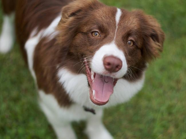 Madison and Lisa Swanton’s beautiful border collie girl Koda. Koda is 11 months old, is full of personality and fits well in their family.