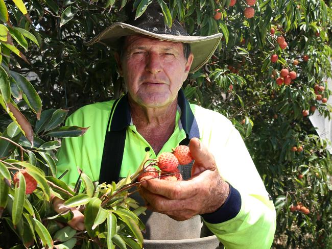 Mareeba lychee farmer Mal Everett picking fruit on the farm PICTURE: ANNA ROGERS