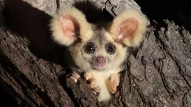 Significant sections of greater glider habitat were damaged in the 2019/20 bushfires and in storms last year. Photo: File