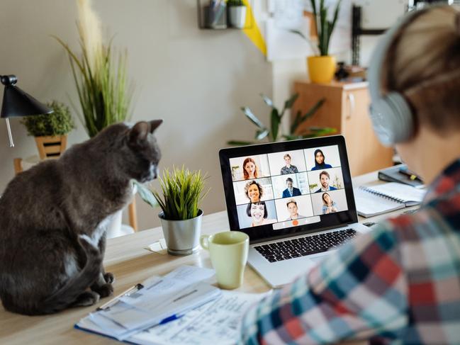 SMARTDAILY: Portrait of modern woman at home teleconferencing with colleagues while cuddling her cat