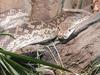 KIDS NEWS: Big Ronny the scrub python at Wild Life Sydney Zoo. Picture: supplied.