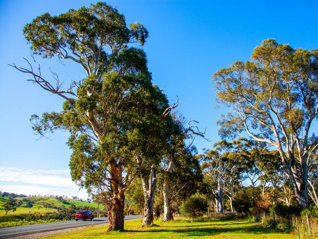 Many of the trees to be cleared are more than 20m tall. Picture: Yuri Poetzl.