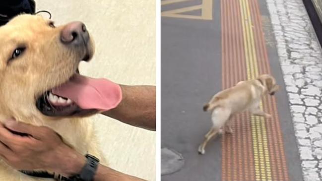 Storm the Labrador travelled from Hoppers Crossing to Flinders Street Station all by himself on a train. Picture: Supplied by Metro Trains