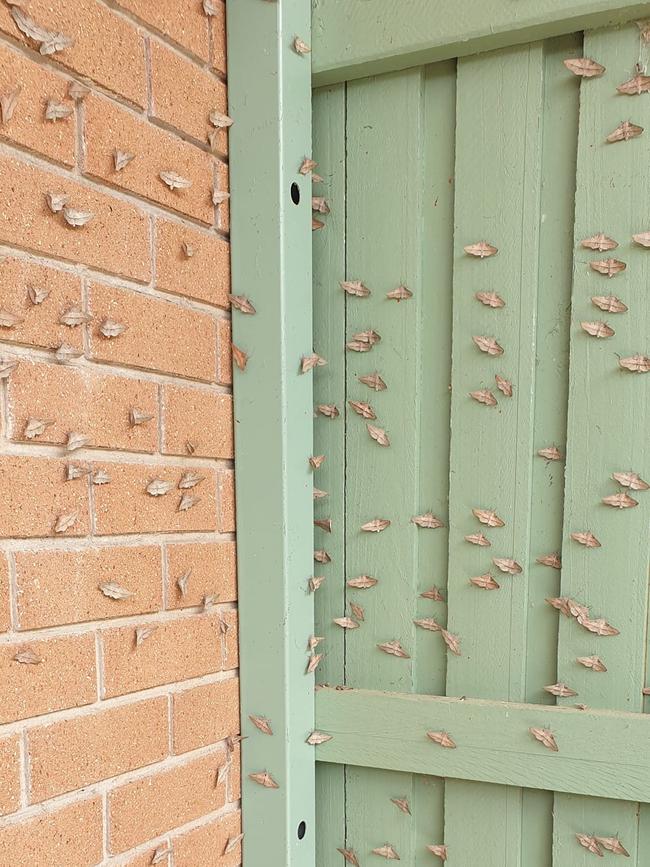 Moths over a residential door in the South Burnett. Photo: Simon Masters.