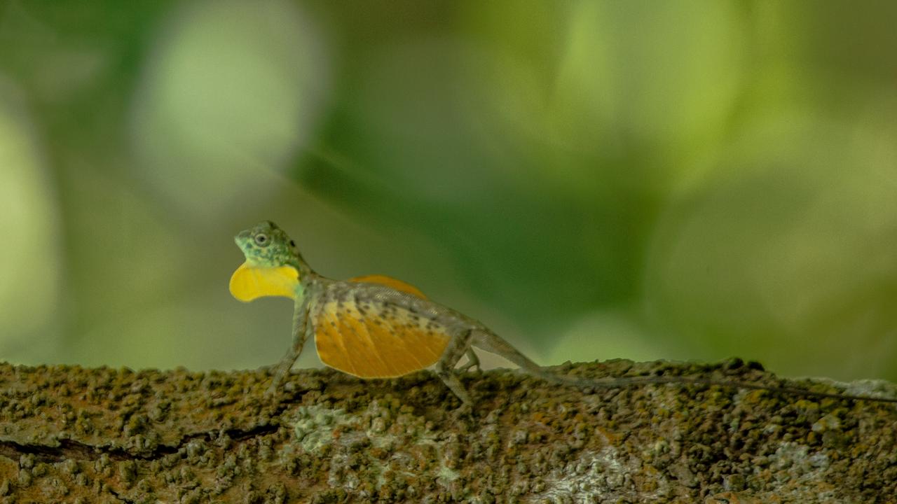 A real Draco lizard on a tree on Sulawesi, an Indonesian island east of Borneo. Picture: iStock