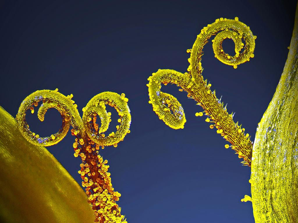 10th Place Stalks with pollen grains Picture: Dr. Csaba PintÃ©r