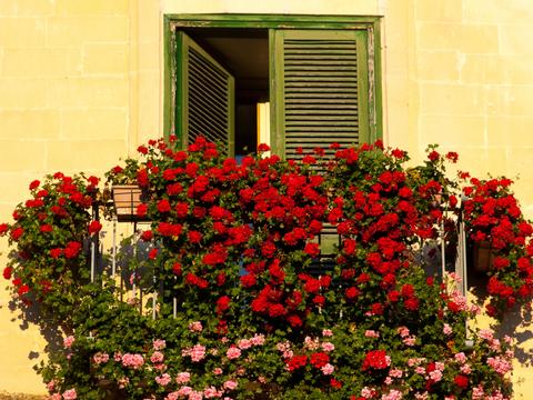 A gorgeous window and balcony with cascading geraniums at golden hour. Shot in Lecce (Puglia), Italy. T&L