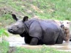 The rhinos in Kaziranga. Picture: Chief Minister of Assam Sarbananda Sonowal/Twitter