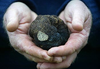 Beauty aside ... truffles are a unique fusion of romance and deep earthiness. Picture: Ross Swanborough