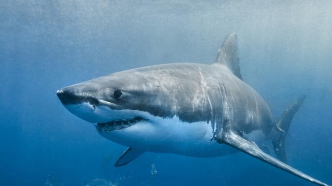 A great white shark swimming with a slight smile on its face just below the surface. Istock