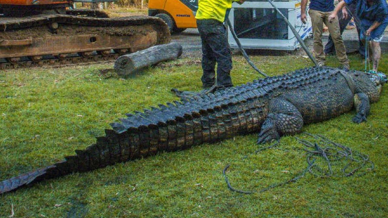 Jock the Crocodile made the trip from Koorana Crocodile farm near Rockhampton to his new home in Dubai.