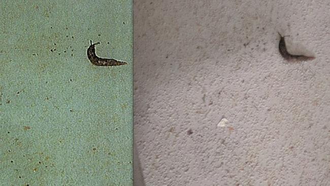 A photo of the slug found at I Cook (left) that was sent to owners, compared to the original photo (right).