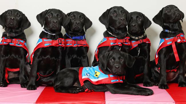 The latest litter of puppies destined to become assistance dogs have been dubbed the “E-litter”. They are: Echo, Everly, Elroy, Emerald, Euan, Else, and Eleanor, Picture: Tim Hunter.