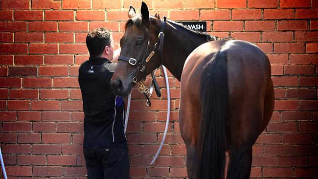 A third successive Cox Plate will elevate Winx’s Timeform rating even further. Picture: Nicole Garmston