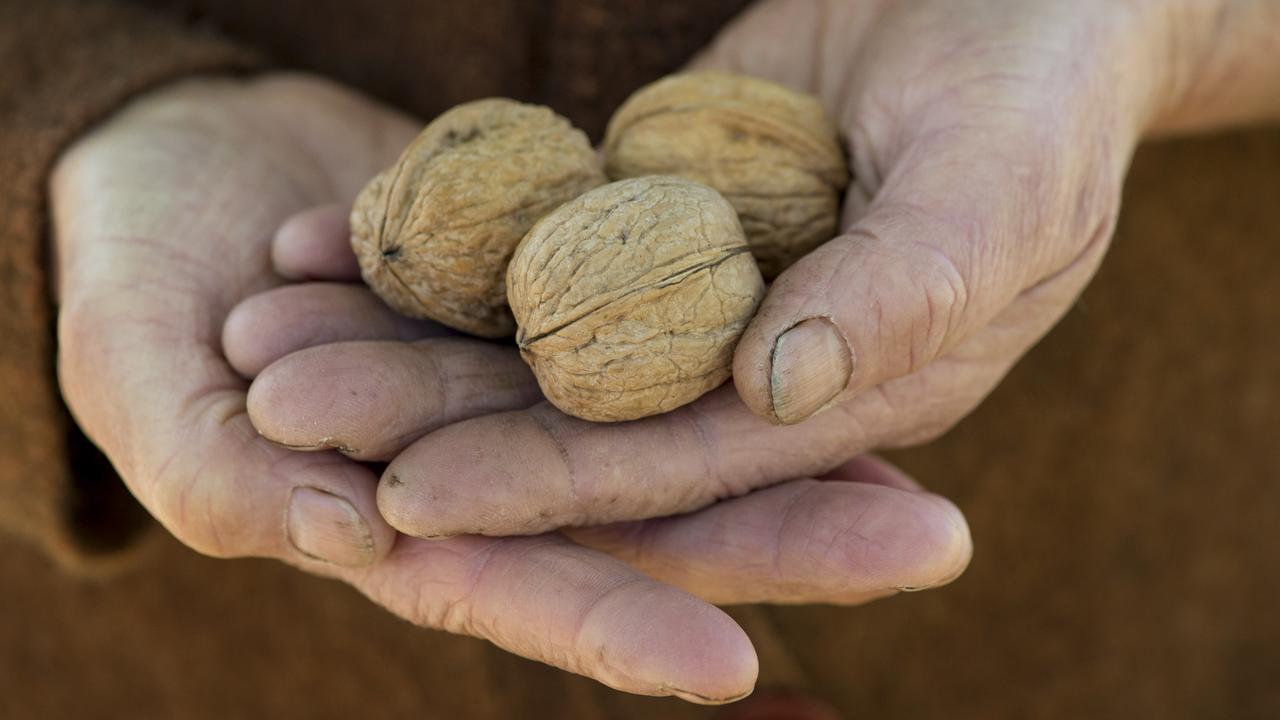 Walnut harvests closes amid forecasts of rapid industry expansion The